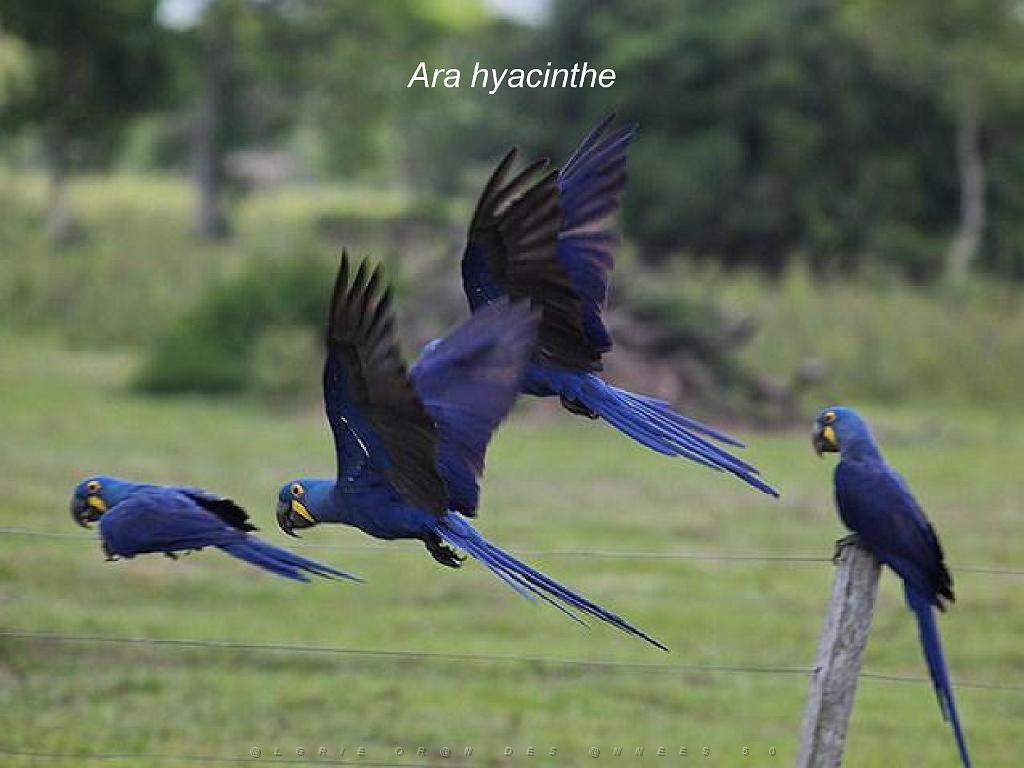 101PARC AUX OISEAUX DANS L AIN 2016 2_000016.jpg